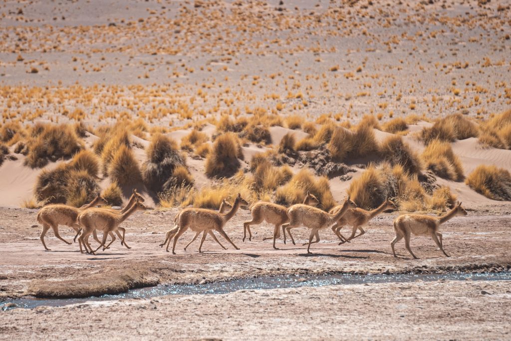 Troupeau de vigognes courant dans une plaine aride des Andes parsemée d'herbes sèches